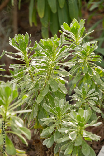 Asteriscus Intermedius plant in Zurich in Switzerland