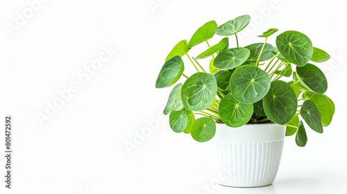 large chinese money plant in modern white pot pilea peperomioides houseplant isolated on white background photo