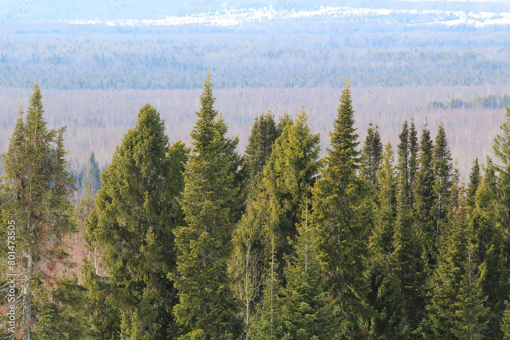 Fototapeta premium forest in the morning