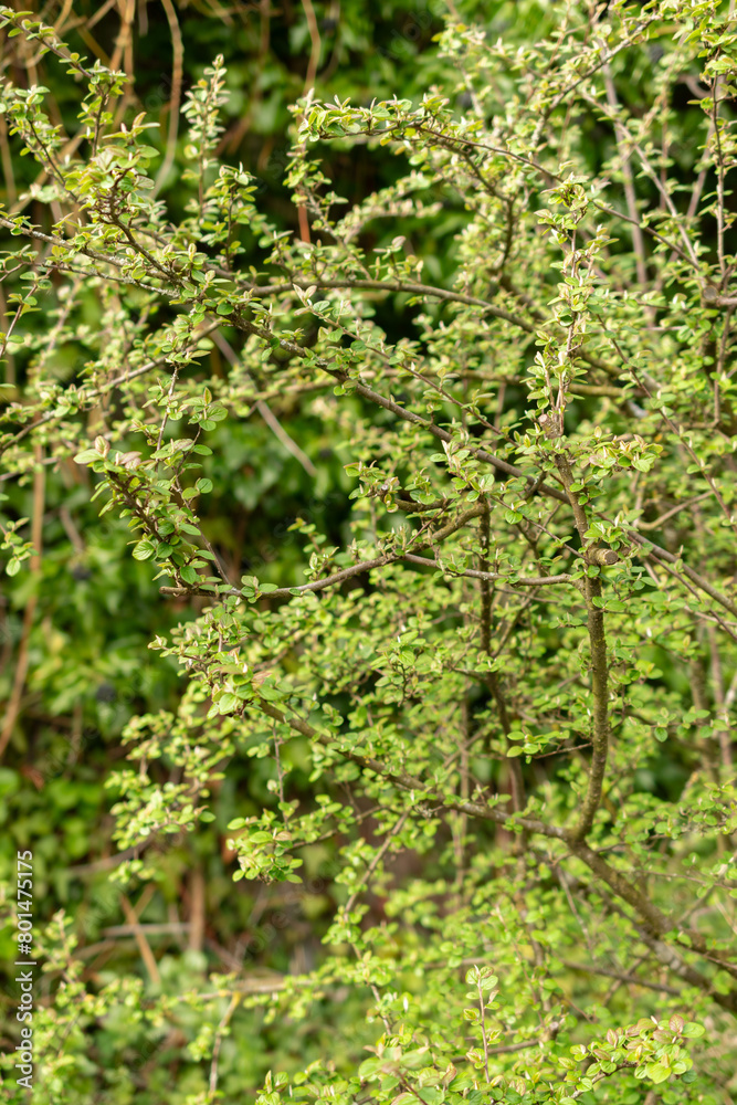 Cotoneaster Froebelii plant in Zurich in Switzerland Cotoneaster Froebelii plant in Zurich in Switzerland