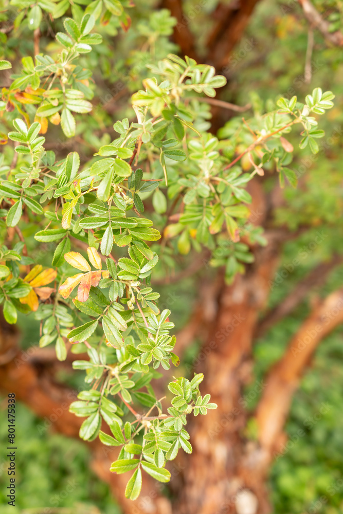 Tabaquillo or Polylepis Australis plant in Zurich in Switzerland Tabaquillo or Polylepis Australis plant in Zurich in Switzerland