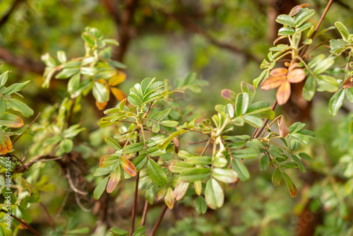 Tabaquillo or Polylepis Australis plant in Zurich in Switzerland photo