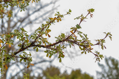 Tabaquillo or Polylepis Australis plant in Zurich in Switzerland photo