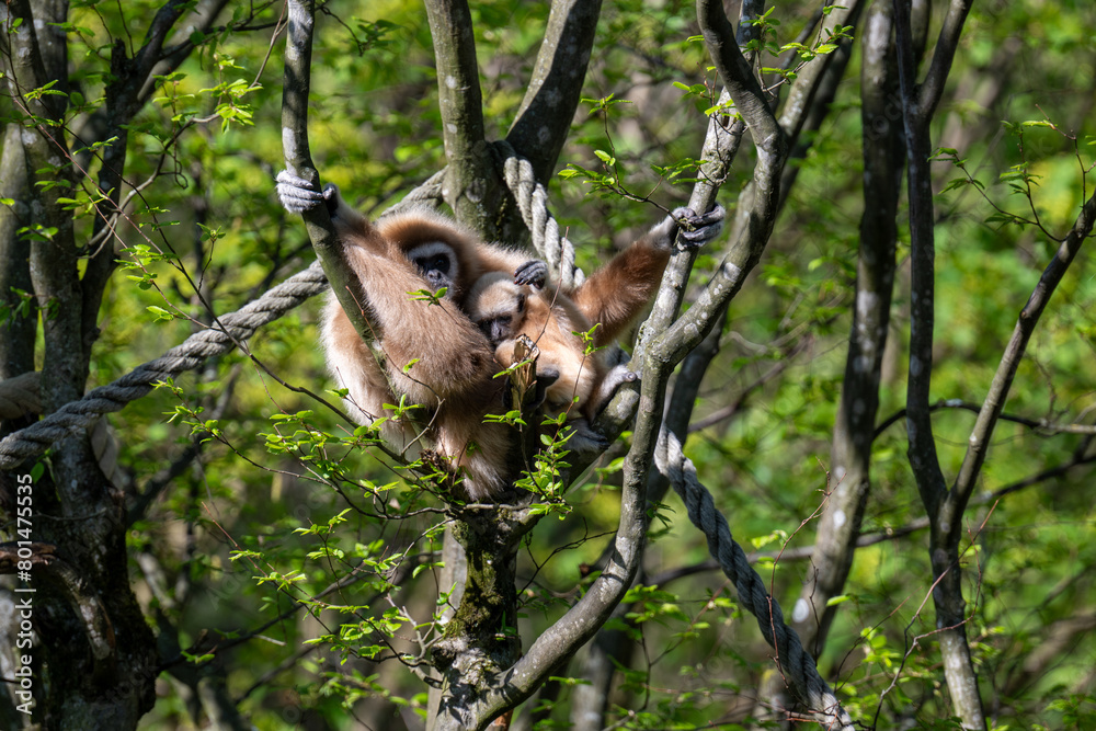 Obraz premium WHITE-HANDED GIBBON with offspring in the trees