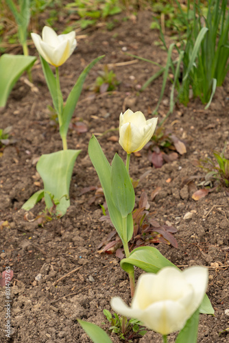 Tulipa Fosteriana flower in Zurich in Switzerland