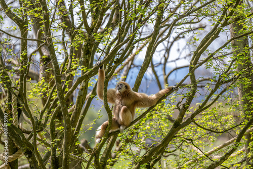 WHITE-HANDED GIBBON HYLOBATES LAR