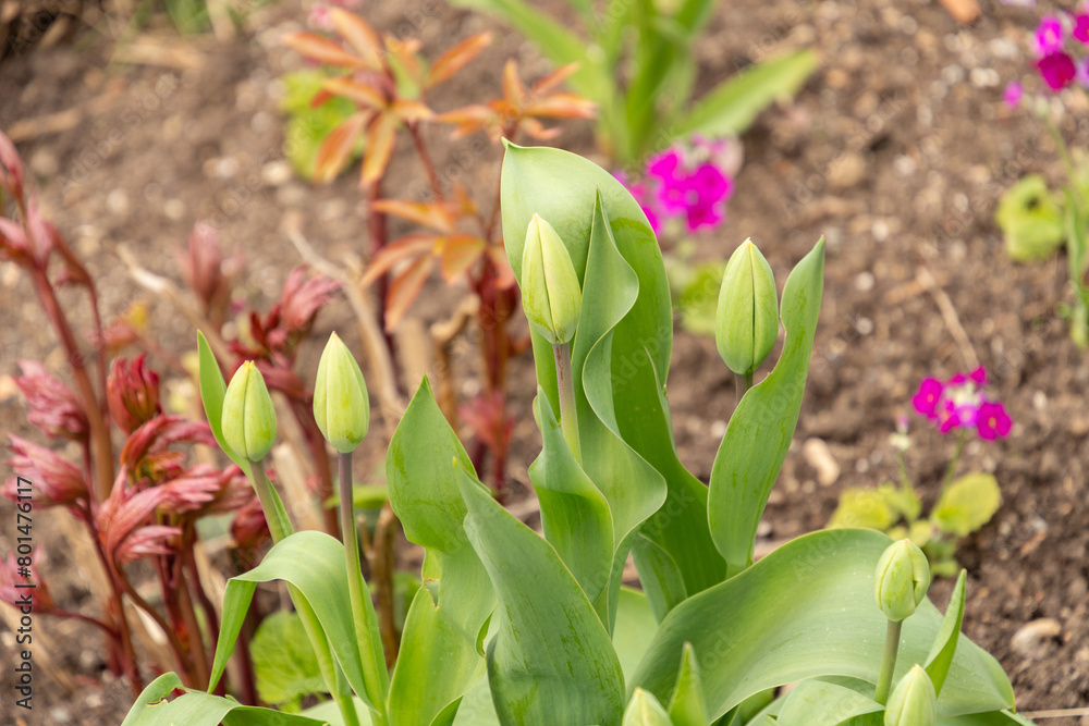 Tulip flowers in Zurich in Switzerland