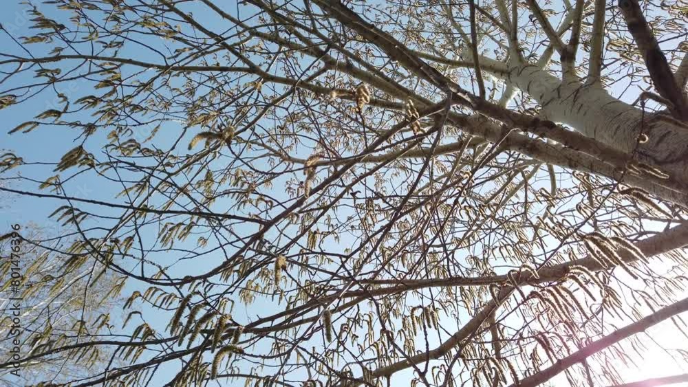 Flowering and seed ripening of European aspen (Populus tremula), aspen catkins with fluff and seeds. Spring scene. Flowering and seed ripening of European aspen (Populus tremula), aspen catkins with fluff and seeds. Spring scene.