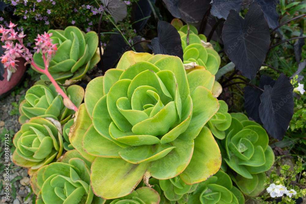 Fototapeta premium A green plant with a large green flower in the center. Succulent plant. Copy space.