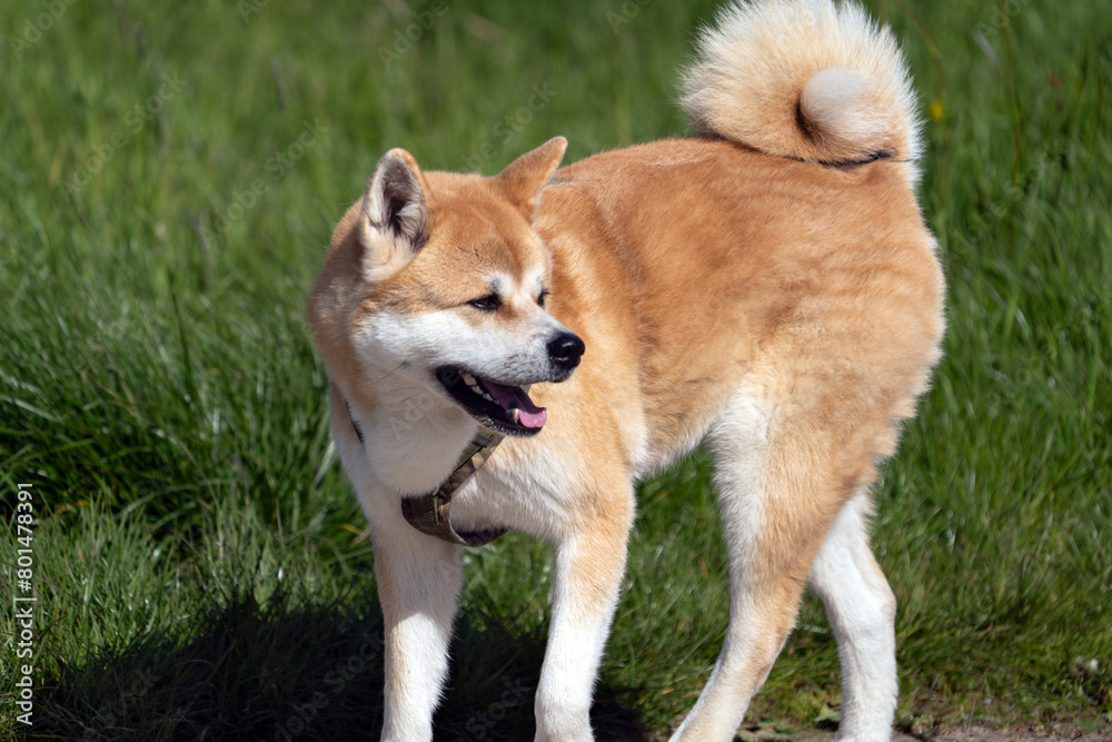 Ein schöner Akita HUnd