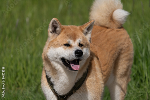 Ein freundlicher Akita Hund