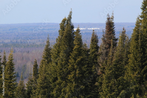 coniferous forests of northeastern Europe