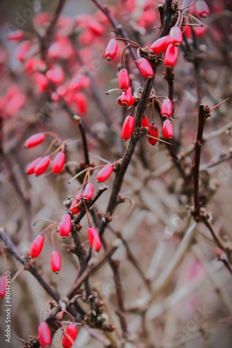 Branch of Japanese barberry blossom shrub