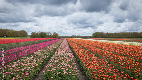 Agricultural tulip fields are in full bloom in the colors orange, red and pink in the north of the Netherlands in the province of Drenthe.