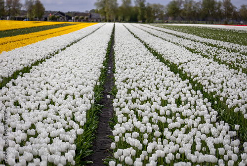 Agricultural tulip fields are in full bloom in the colors white and yellow in the north of the Netherlands in the province of Drenthe.
