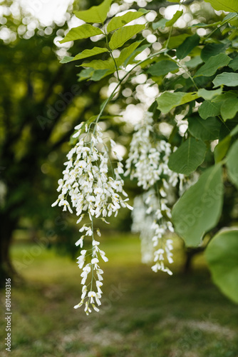 Beautiful white flowers with green leaves close-up. The American yellowwood tree is blooming in the park. Spring background. Summer landscape with trees and green meadow. Cladrastis kentuckea. Fabacea photo