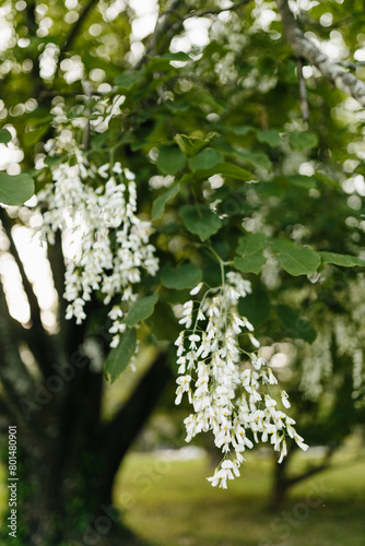 Beautiful white flowers with green leaves close-up. The American yellowwood tree is blooming in the park. Spring background. Summer landscape with trees and green meadow. Cladrastis kentuckea. Fabacea photo
