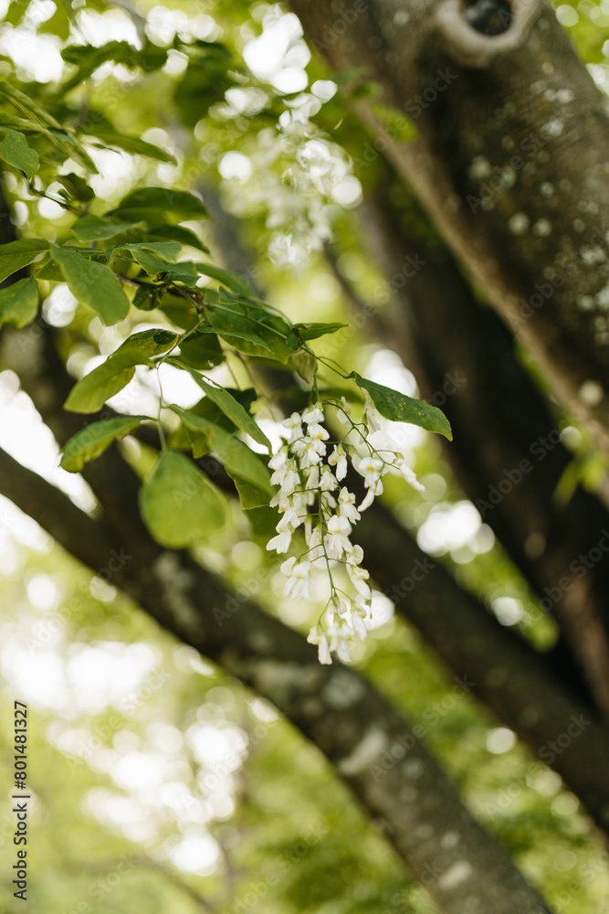 Beautiful white flowers with green leaves close-up. The American yellowwood tree is blooming in the park. Spring background. Summer landscape with trees and green meadow. Cladrastis kentuckea. Fabacea Beautiful white flowers with green leaves close-up. The American yellowwood tree is blooming in the park. Spring background. Summer landscape with trees and green meadow. Cladrastis kentuckea. Fabacea