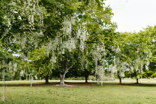 Beautiful white flowers with green leaves close-up. The American yellowwood tree is blooming in the park. Spring background. Summer landscape with trees and green meadow. Cladrastis kentuckea. Fabacea photo