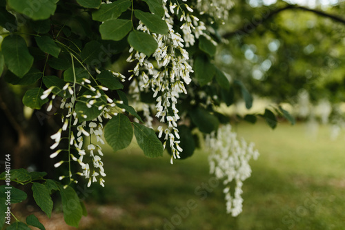 Beautiful white flowers with green leaves close-up. The American yellowwood tree is blooming in the park. Spring background. Summer landscape with trees and green meadow. Cladrastis kentuckea. Fabacea photo