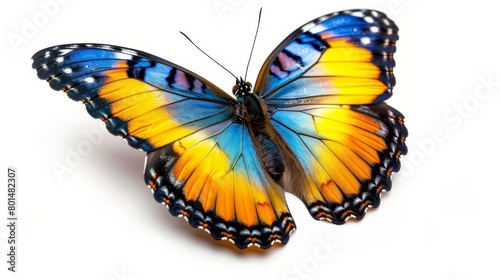 majestic blue yellow and orange butterfly in midflight isolated on white highresolution photo photo