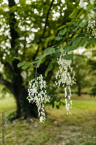 Beautiful white flowers with green leaves close-up. The American yellowwood tree is blooming in the park. Spring background. Summer landscape with trees and green meadow. Cladrastis kentuckea. Fabacea photo