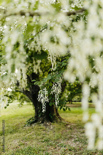 Beautiful white flowers with green leaves close-up. The American yellowwood tree is blooming in the park. Spring background. Summer landscape with trees and green meadow. Cladrastis kentuckea. Fabacea photo