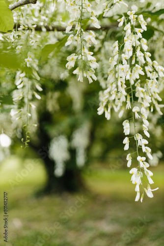 Beautiful white flowers with green leaves close-up. The American yellowwood tree is blooming in the park. Spring background. Summer landscape with trees and green meadow. Cladrastis kentuckea. Fabacea photo