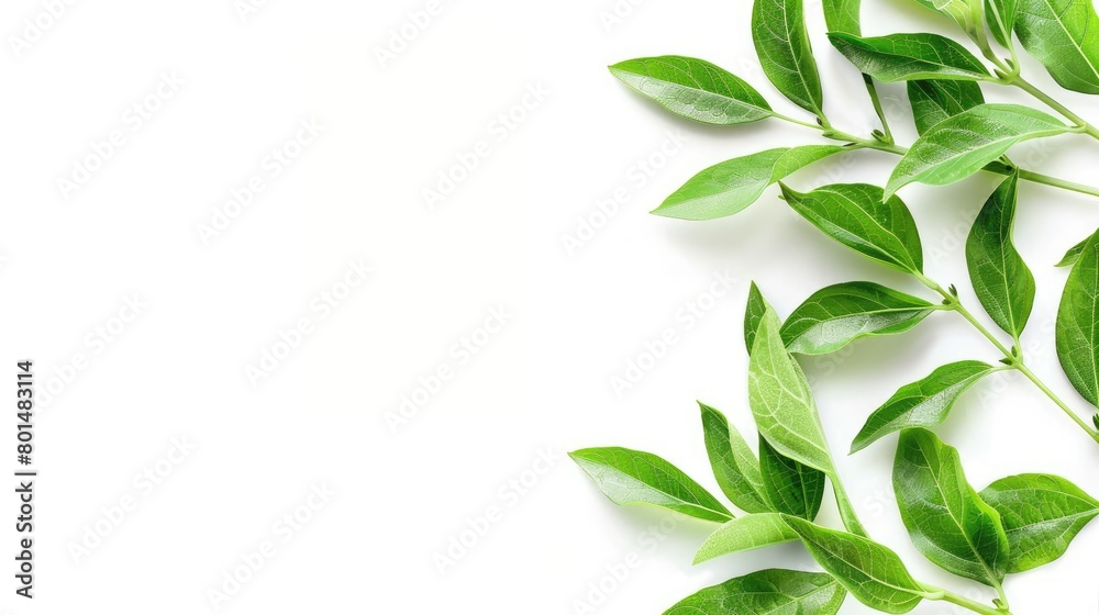 Fototapeta premium green leaves against a pristine white background, emphasizing their natural beauty.
