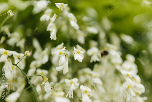 Beautiful white flowers with green leaves close-up. The American yellowwood tree is blooming in the park. Spring background. Summer landscape with trees and green meadow. Cladrastis kentuckea. Fabacea photo