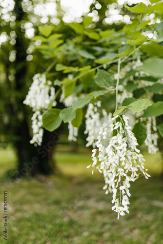 Beautiful white flowers with green leaves close-up. The American yellowwood tree is blooming in the park. Spring background. Summer landscape with trees and green meadow. Cladrastis kentuckea. Fabacea photo