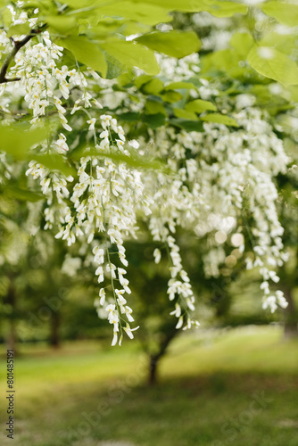 Beautiful white flowers with green leaves close-up. The American yellowwood tree is blooming in the park. Spring background. Summer landscape with trees and green meadow. Cladrastis kentuckea. Fabacea photo