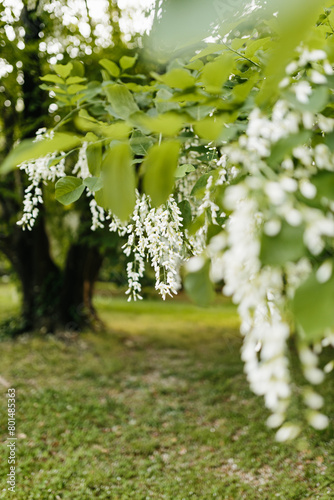 Beautiful white flowers with green leaves close-up. The American yellowwood tree is blooming in the park. Spring background. Summer landscape with trees and green meadow. Cladrastis kentuckea. Fabacea photo