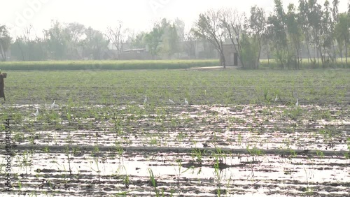 herons are in the rice fields. The heron, or Egretta garzetta, is a species of bird in the Ardeidae family that forages during the day in rice fields in Pakistan. Beautiful Slow motion 4K Footage. photo