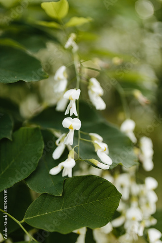 Beautiful white flowers with green leaves close-up. The American yellowwood tree is blooming in the park. Spring background. Summer landscape with trees and green meadow. Cladrastis kentuckea. Fabacea photo