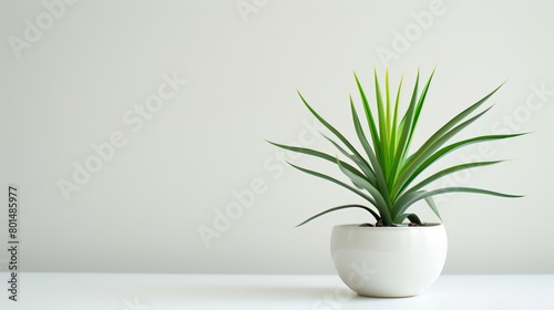 minimalist yucca plant in modern white ceramic pot isolated on white