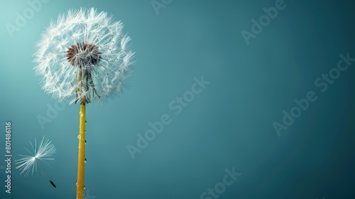  A dandelion swaying against a blue backdrop  with a monochrome dandelion in the foreground