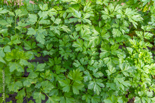 Photos Parsley planted Petroselinum crispum in a vegetable garden ready to be harvest