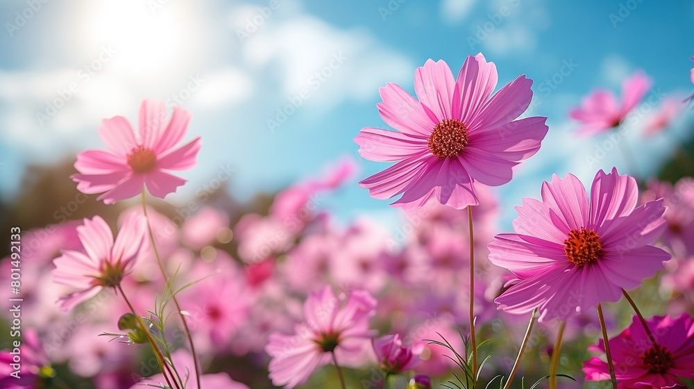 A sky full of pink flowers with sunlight filtering through cloudy skies is actually a blue sky with white clouds A sky full of pink flowers with sunlight filtering through cloudy skies is actually a blue sky with white clouds