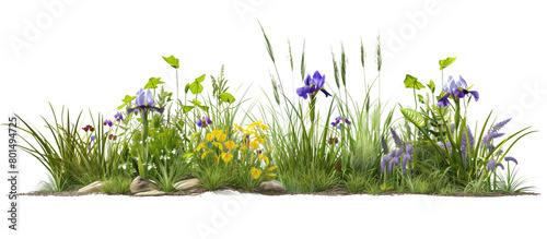 Rain garden setup featuring moisture-loving grasses and wildflowers like irises and marsh marigolds, promoting water conservation, isolated on transparent background photo