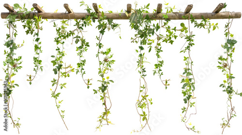 Hanging creepers with small flowers on a rustic wooden trellis, showcasing a natural wild look, isolated on transparent background