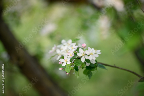White and pink apple tree blossoms against green foliage blurred background