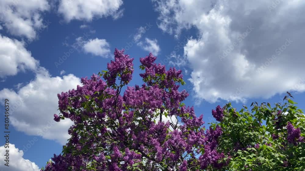 Blooming purple lilac bush in the park against the blue sky. Beautiful lilacs are blooming in the botanical garden. A serene view of enchanting purple lilac flowers swaying in the wind. 4k Blooming purple lilac bush in the park against the blue sky. Beautiful lilacs are blooming in the botanical garden. A serene view of enchanting purple lilac flowers swaying in the wind. 4k