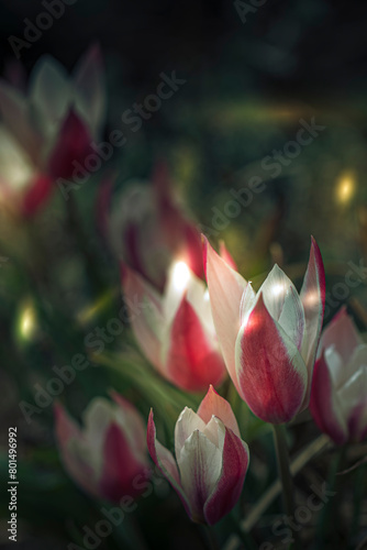 Fairy Garden Tulips photo