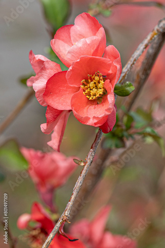 Quince Blossom