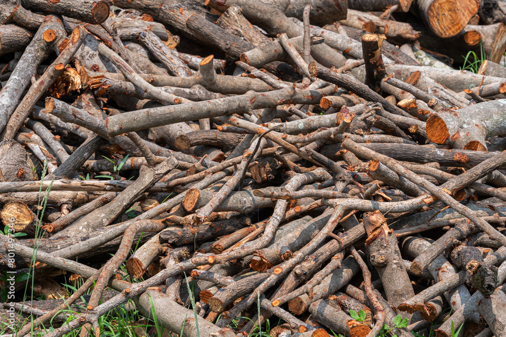 log with a pile of chopped wood use in fire place at home stored on forest woods green biomass energy in the forest. log with a pile of chopped wood use in fire place at home stored on forest woods green biomass energy in the forest.