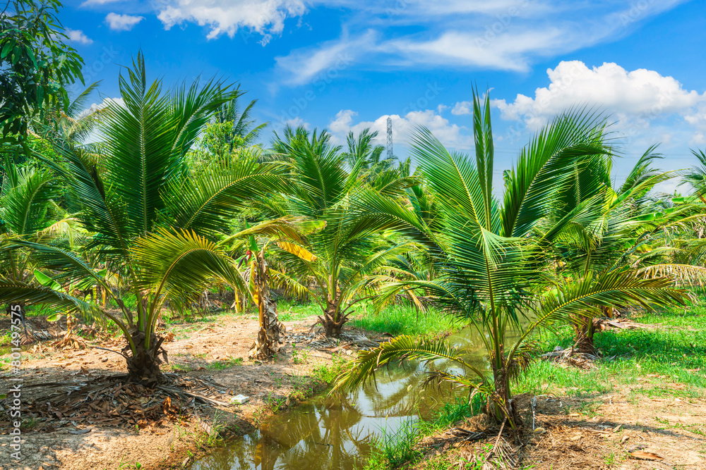 Coconut tree and Green Banana plantation in nature a tropical rain forest the garden integrated agriculture nature the garden with daylight blue sky white clouds in Thailand. Coconut tree and Green Banana plantation in nature a tropical rain forest the garden integrated agriculture nature the garden with daylight blue sky white clouds in Thailand.