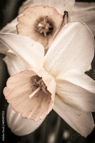 Sepia Daffodil