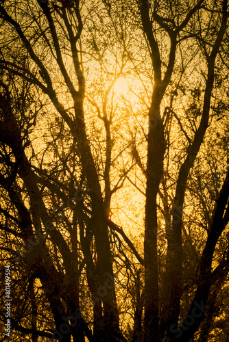 Sunset Lace