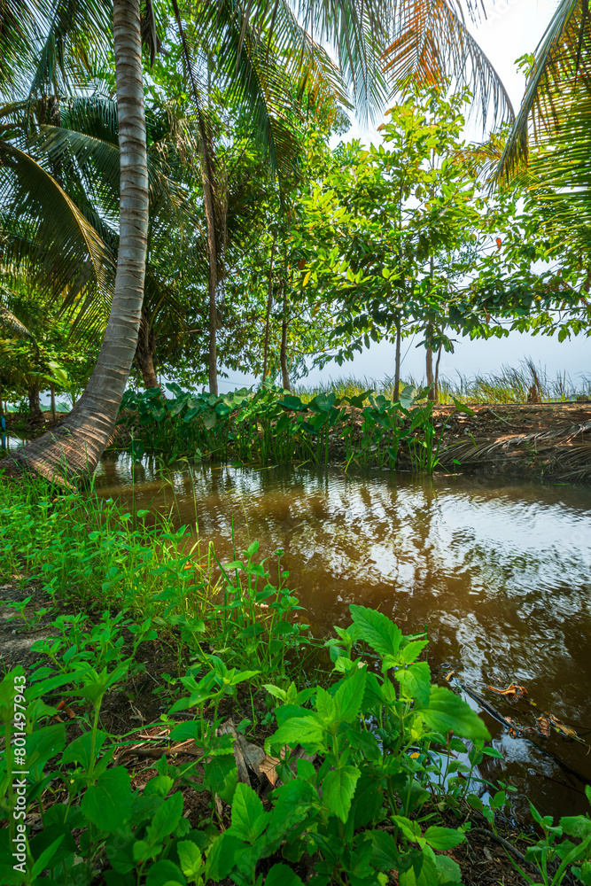 Fototapeta premium Green Banana and Coconut tree plantation in nature farm with a water canal a tropical rain forest the garden integrated agriculture nature the garden with daylight blue sky white clouds in Thailand.